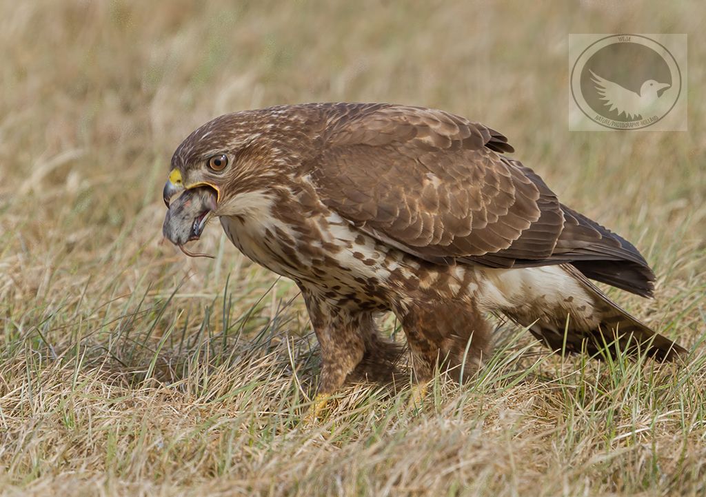 IMAGE: http://i1072.photobucket.com/albums/w372/janwever/IMG_22255-2_zps2w332mel.jpg~original