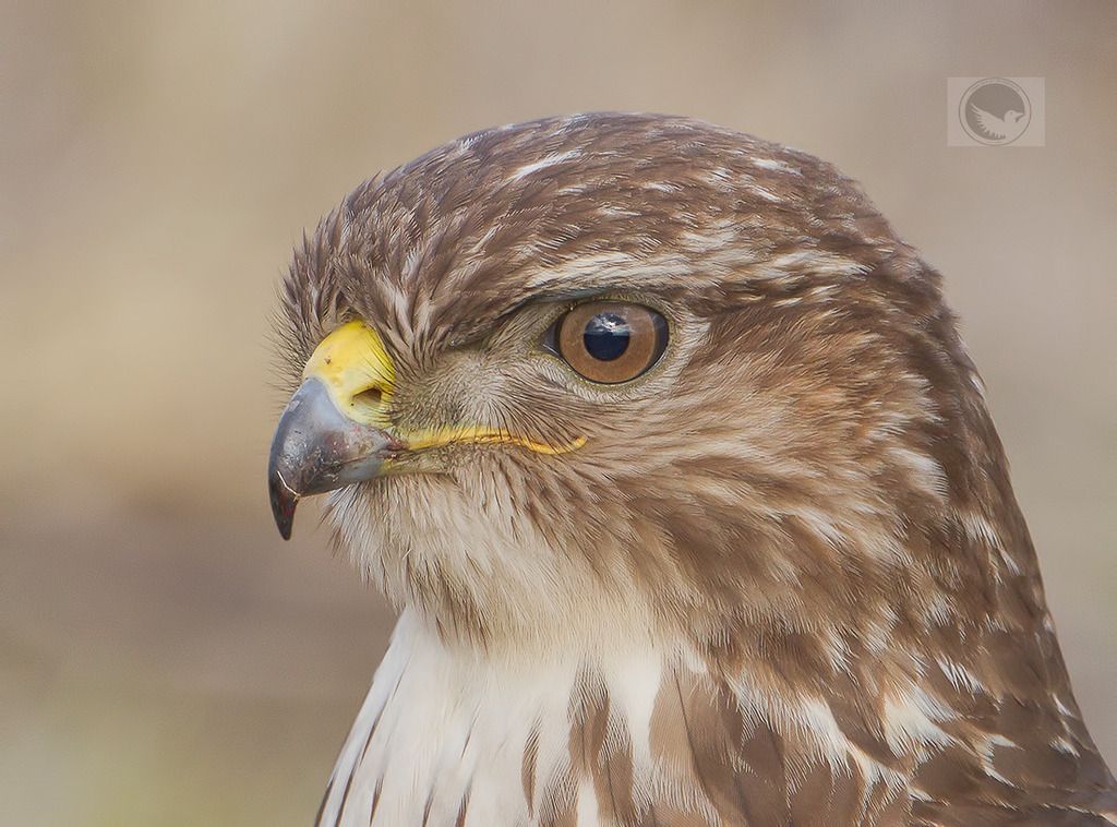 IMAGE: http://i1072.photobucket.com/albums/w372/janwever/IMG_22261%202_zpsl2cn8yns.jpg~original