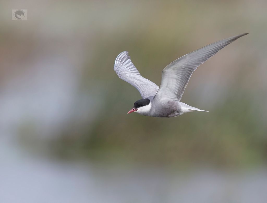 IMAGE: http://i1072.photobucket.com/albums/w372/janwever/IMG_22265_zpskayq7uef.jpg~original