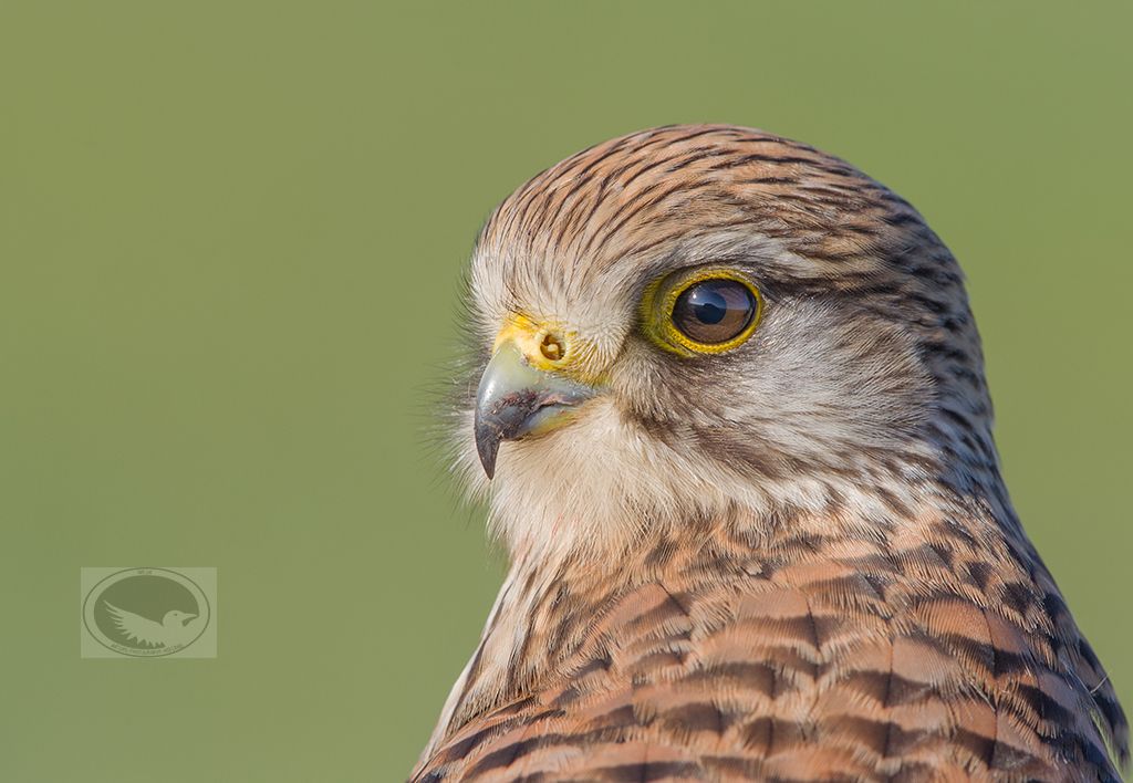 IMAGE: http://i1072.photobucket.com/albums/w372/janwever/IMG_2431-2_zpsahje1fgg.jpg~original