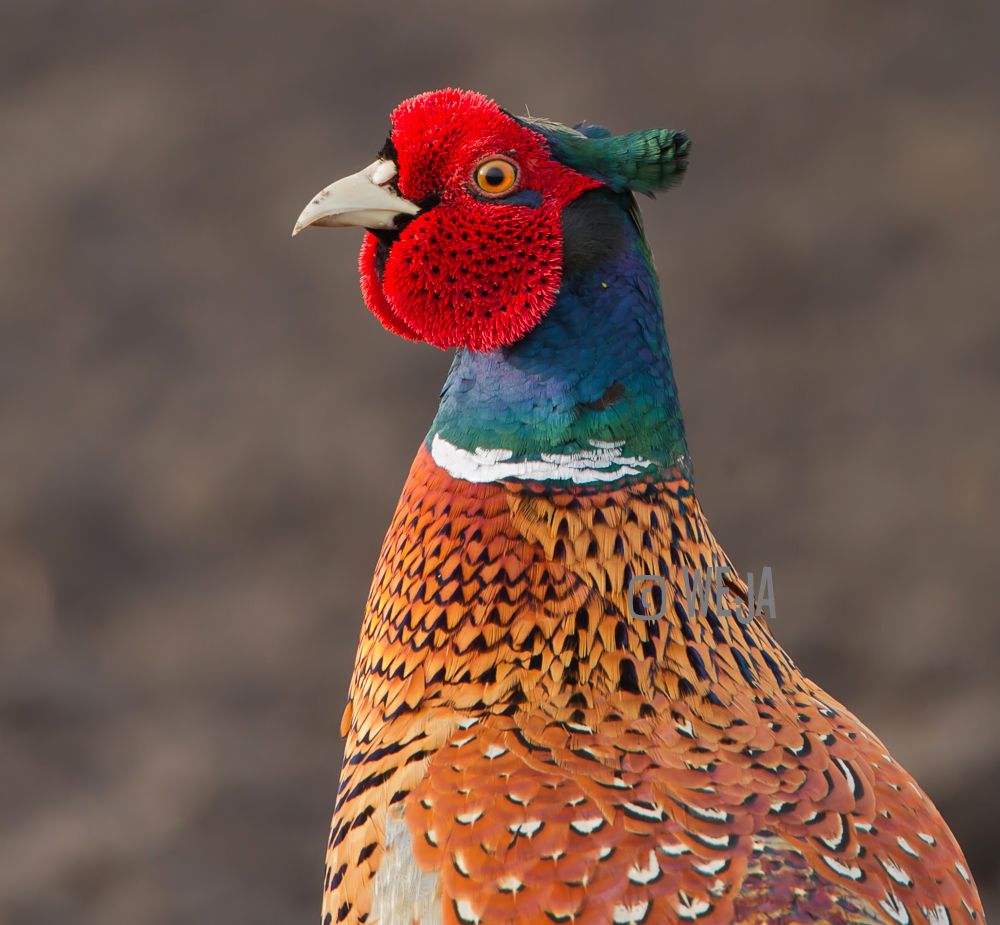 IMAGE: http://i1072.photobucket.com/albums/w372/janwever/IMG_26944-2_zpse3015402.jpg