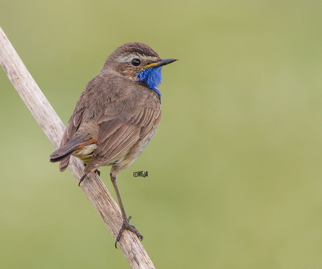 IMAGE: http://i1072.photobucket.com/albums/w372/janwever/IMG_2797kopie_zpsf397a8ef.jpg