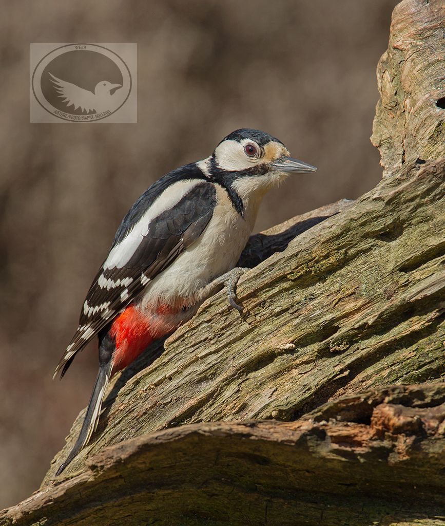 IMAGE: http://i1072.photobucket.com/albums/w372/janwever/IMG_3127-2_zpsmrktik2o.jpg~original