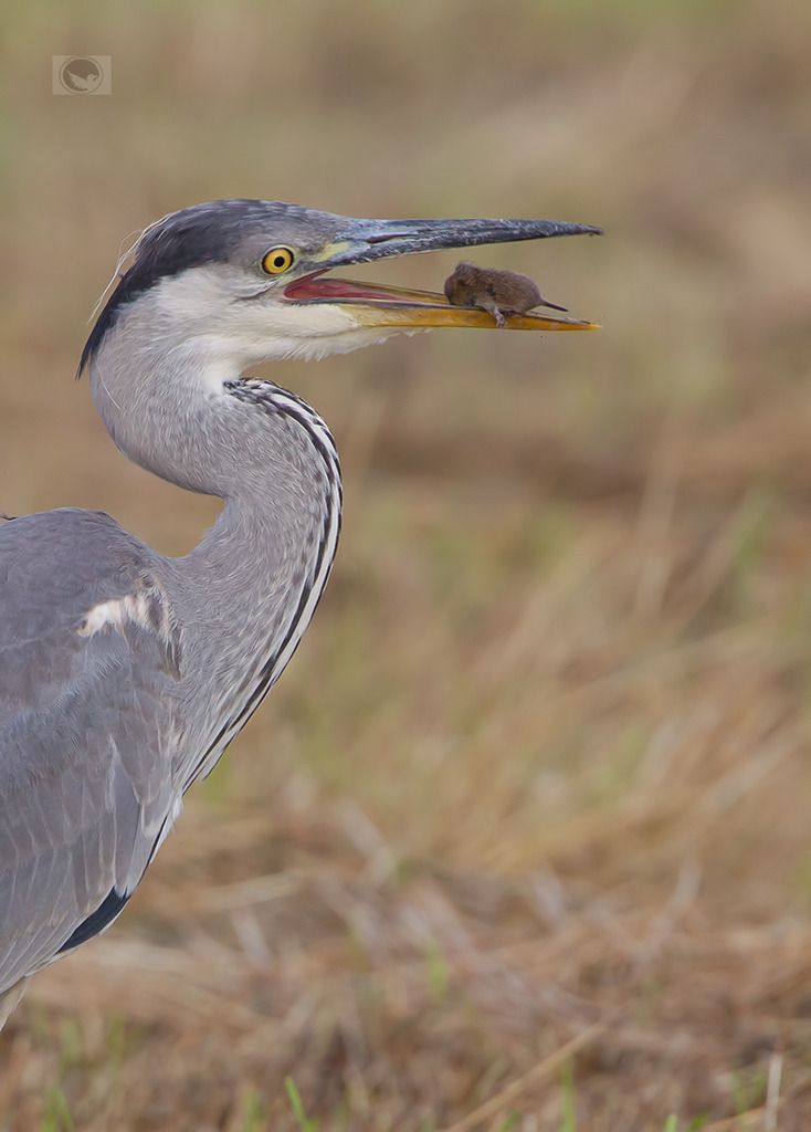 IMAGE: http://i1072.photobucket.com/albums/w372/janwever/IMG_3454_zpsovcn7qif.jpg~original