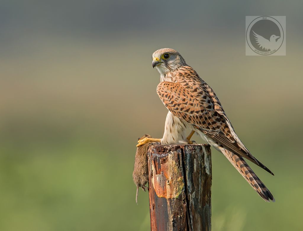 IMAGE: http://i1072.photobucket.com/albums/w372/janwever/IMG_35471-2_zpssm9difi7.jpg~original