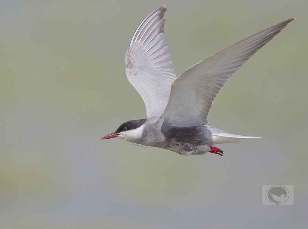 IMAGE: http://i1072.photobucket.com/albums/w372/janwever/IMG_3549_zpss47souml.jpg~original