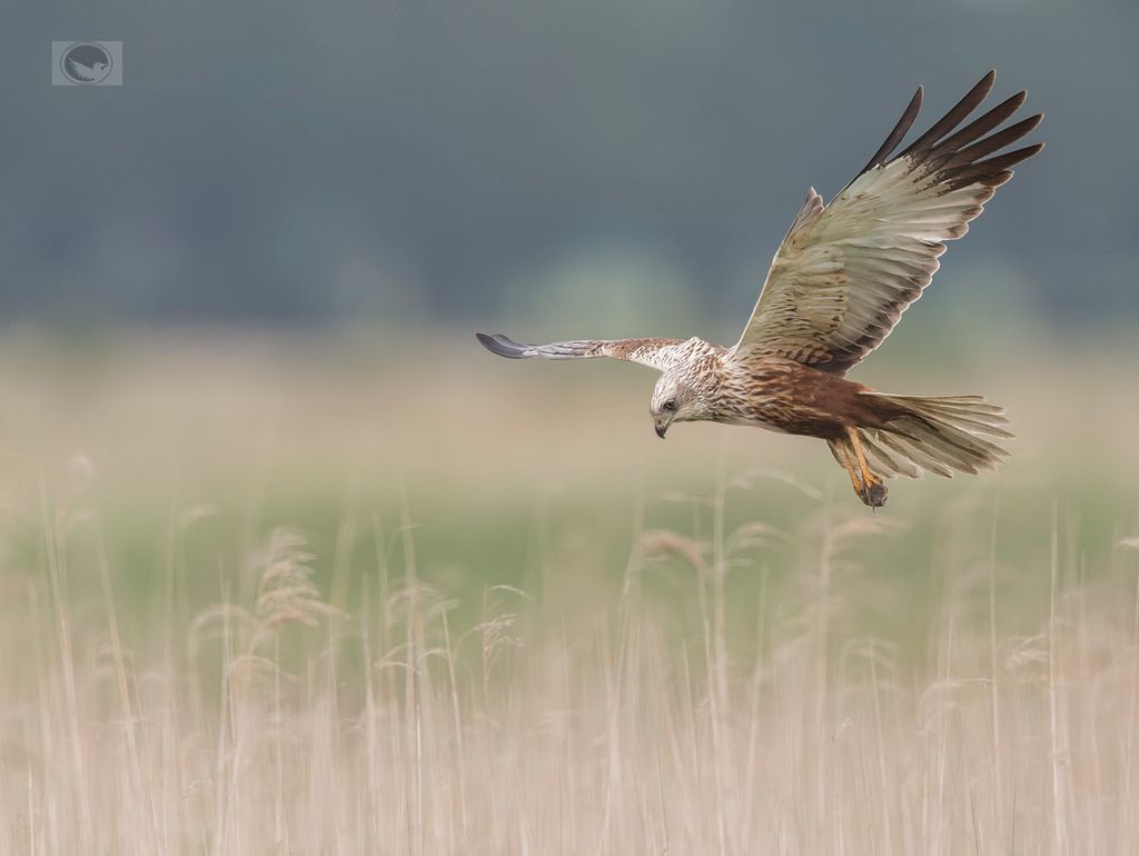 IMAGE: http://i1072.photobucket.com/albums/w372/janwever/IMG_3657_zpsxzf9lmpv.jpg~original