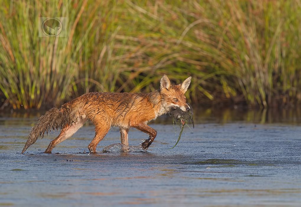 IMAGE: http://i1072.photobucket.com/albums/w372/janwever/IMG_4268_zpsmwpdvtfy.jpg~original