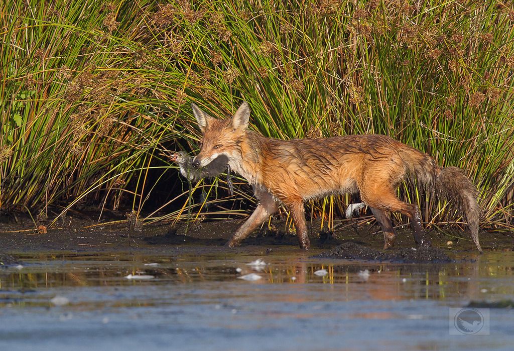 IMAGE: http://i1072.photobucket.com/albums/w372/janwever/IMG_4276_zpsykp00wl7.jpg~original