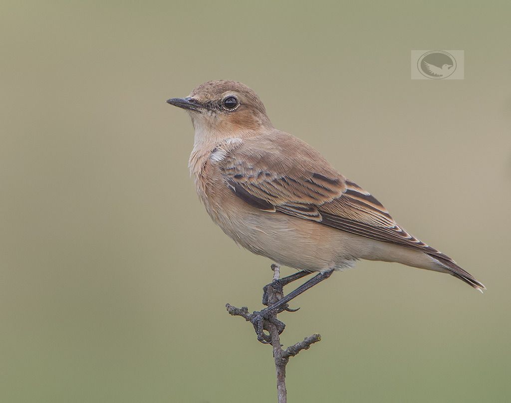 IMAGE: http://i1072.photobucket.com/albums/w372/janwever/IMG_4491_zpslup9ntqm.jpg~original