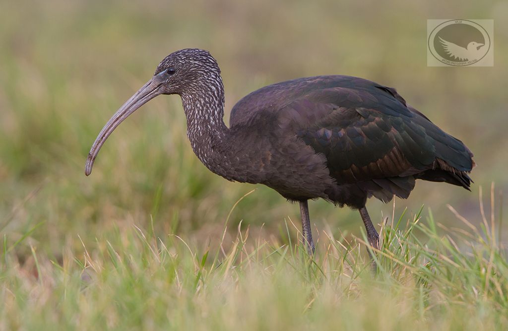 IMAGE: http://i1072.photobucket.com/albums/w372/janwever/IMG_4497-2_zpsstkpaqya.jpg~original