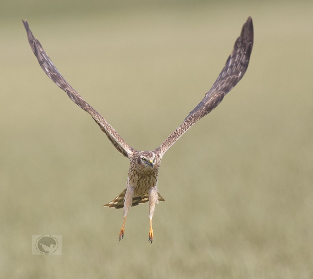 IMAGE: http://i1072.photobucket.com/albums/w372/janwever/IMG_4808_zpso18y1mpu.jpg~original