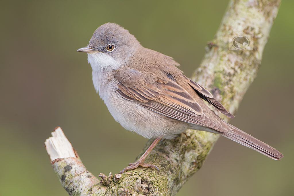 IMAGE: http://i1072.photobucket.com/albums/w372/janwever/IMG_511458_zps21xmbxxf.jpg~original