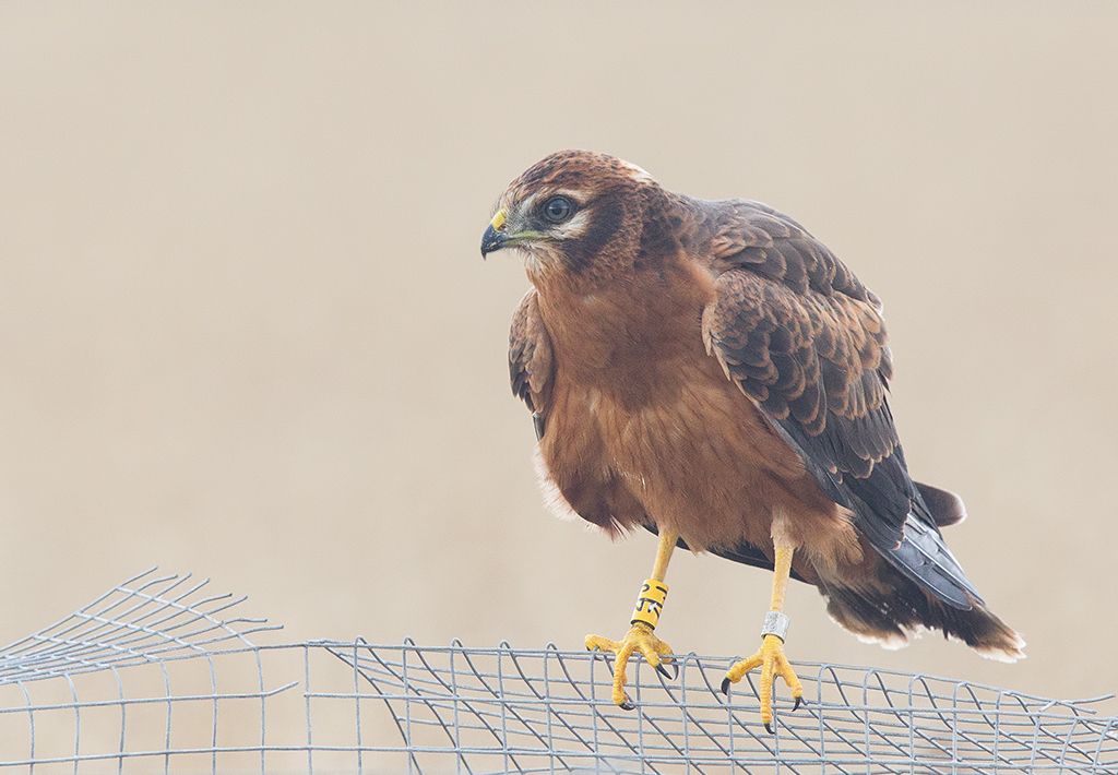 IMAGE: http://i1072.photobucket.com/albums/w372/janwever/IMG_511582_zps5vzqa8gv.jpg~original