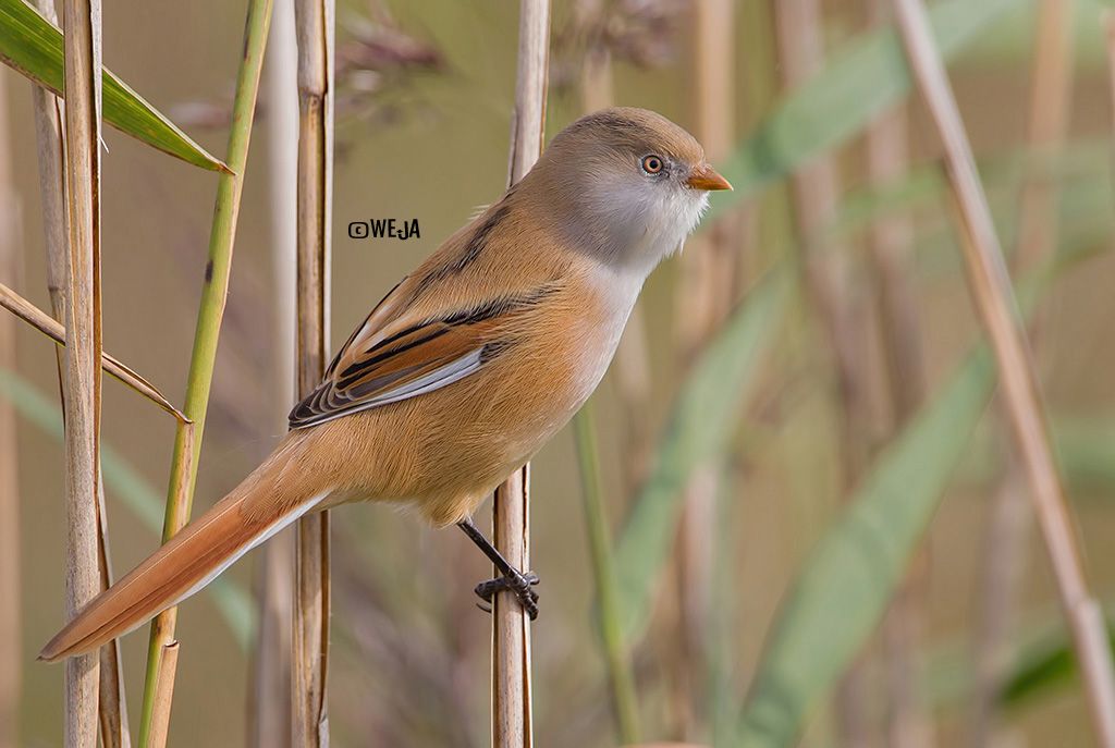 IMAGE: http://i1072.photobucket.com/albums/w372/janwever/IMG_5829kopie_zpsd404cc93.jpg~original