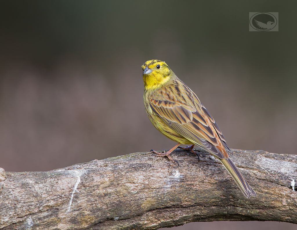 IMAGE: http://i1072.photobucket.com/albums/w372/janwever/IMG_6771-2_zps05qkaknp.jpg~original