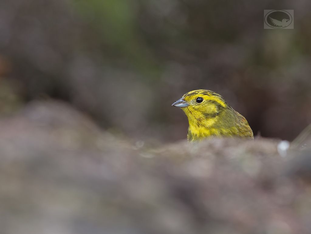 IMAGE: http://i1072.photobucket.com/albums/w372/janwever/IMG_7607-2_zpsyfon06rf.jpg~original