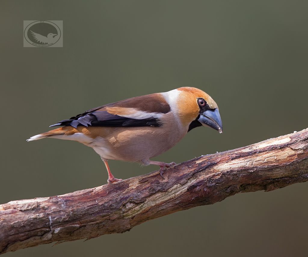 IMAGE: http://i1072.photobucket.com/albums/w372/janwever/IMG_7834_zps8tgz4qdr.jpg~original