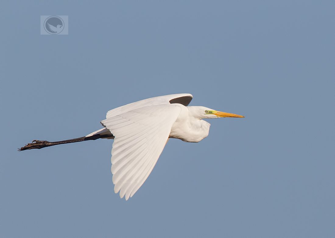 IMAGE: http://i1072.photobucket.com/albums/w372/janwever/IMG_8089-2_zps3yuvtdp3.jpg~original