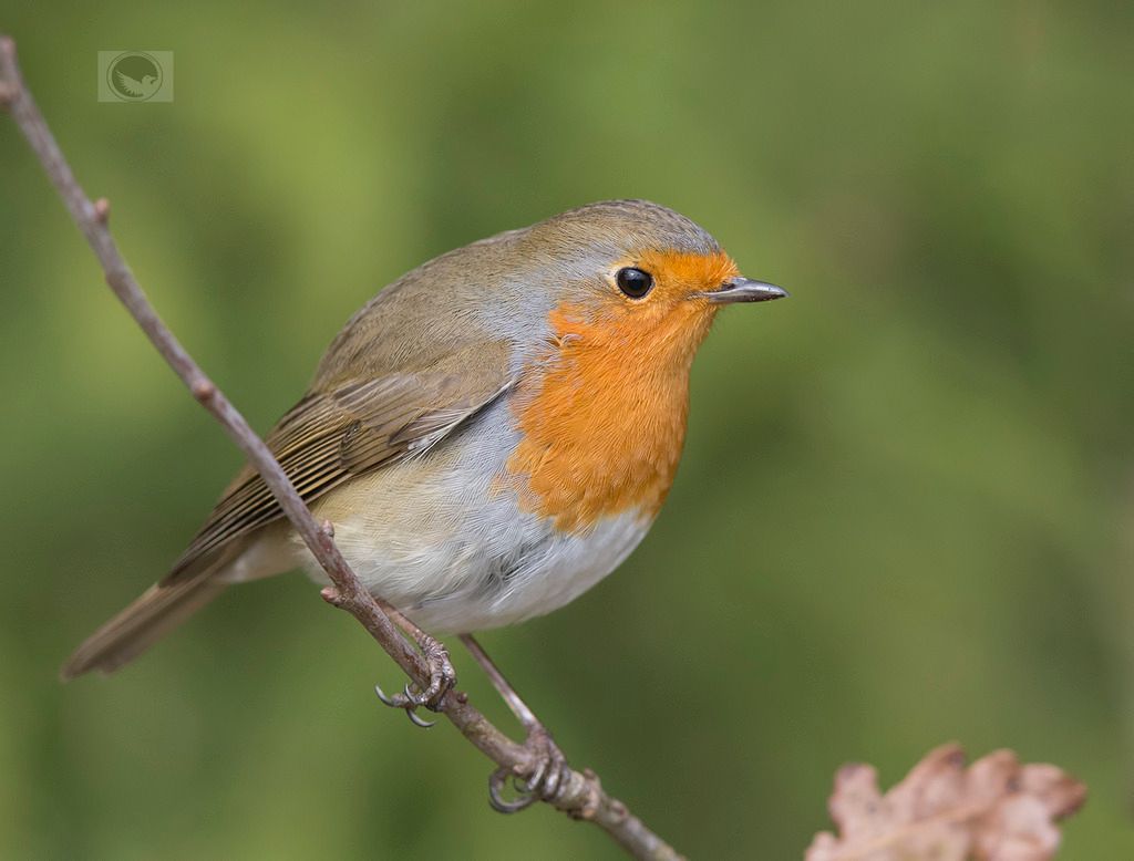 IMAGE: http://i1072.photobucket.com/albums/w372/janwever/IMG_8566_zpsjcdaok4o.jpg~original