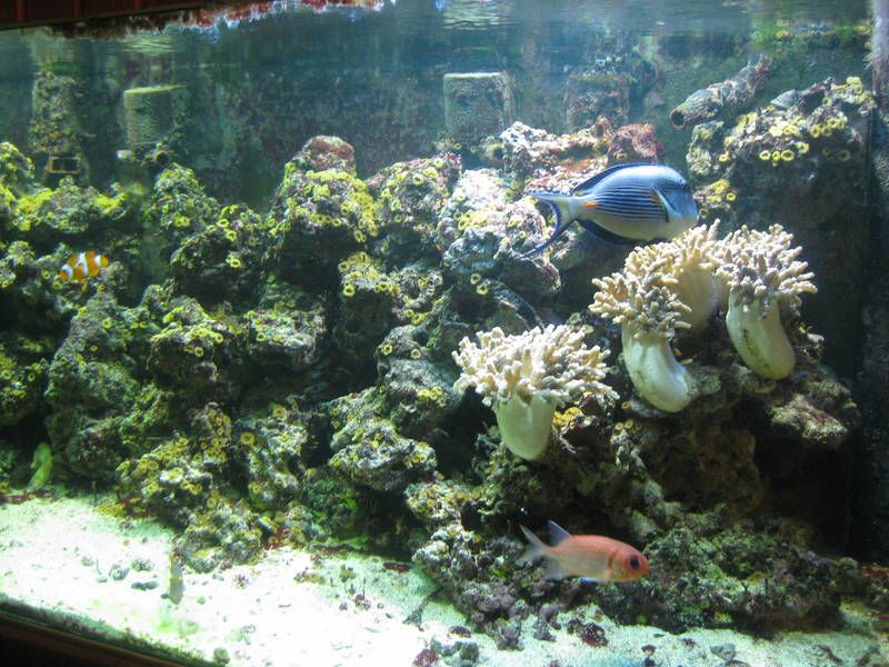 Aquarium3.jpg