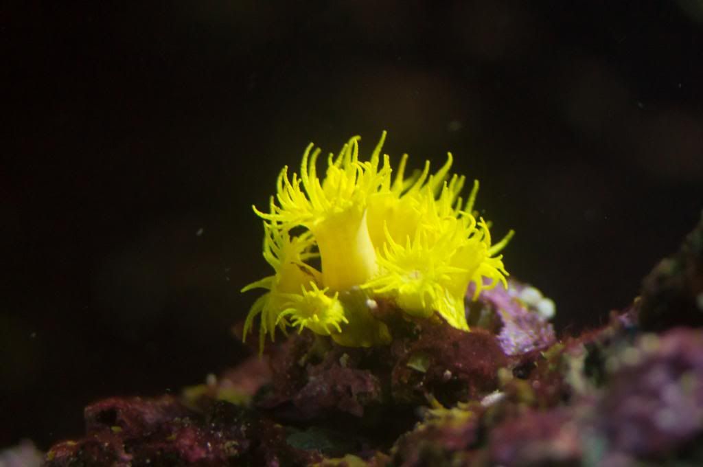 Dendro1_zps4d22da5f.jpg
