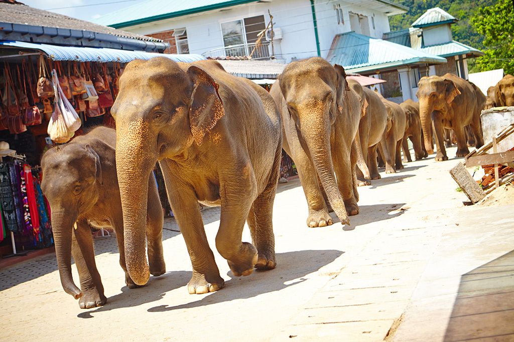 Первый опыт неопытных туристов или Шри-Ланка на четырех колесах. 24.02.2015 - 10.03.2015.