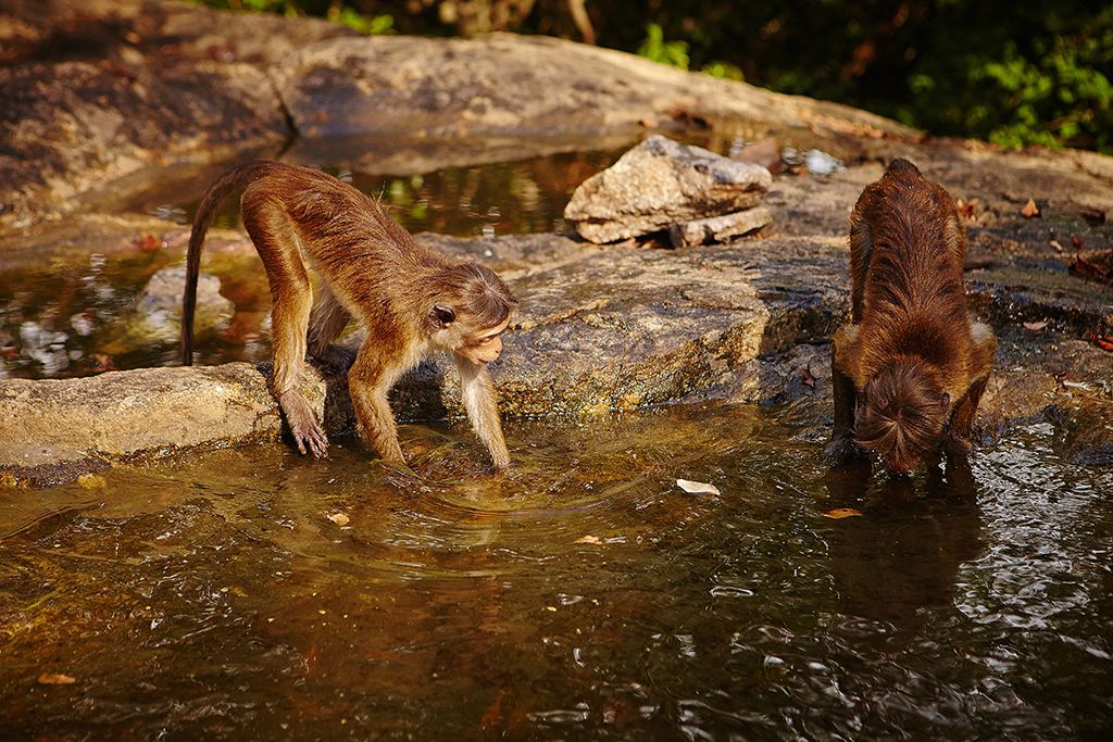 Первый опыт неопытных туристов или Шри-Ланка на четырех колесах. 24.02.2015 - 10.03.2015.