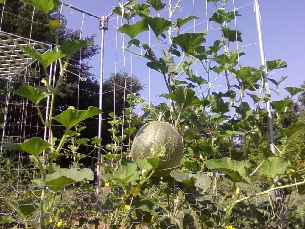 Supporting Melons on a Trellis Homegrown Goodness