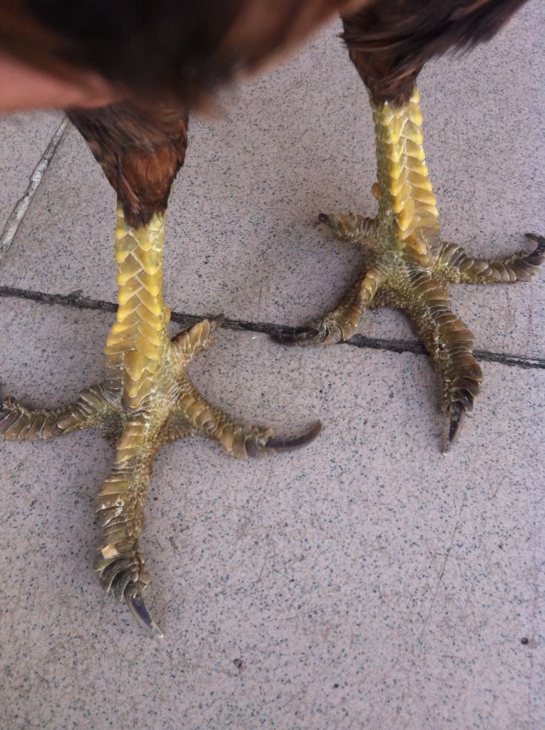 Gà tre vẫy rồng - 1