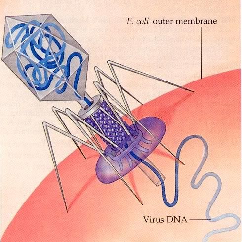 Bacteriophage