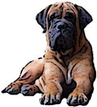 Bull mastiff