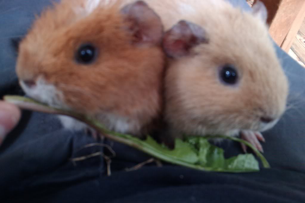 IMAG0778.jpg